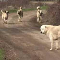 Başıboş köpek dehşeti: Yolda yürürken saldırdı!