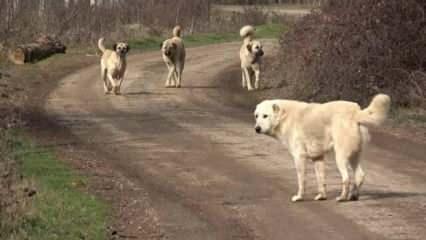 Başıboş köpek dehşeti: Yolda yürürken saldırdı!