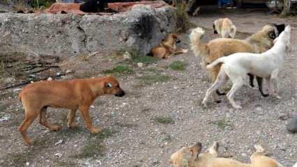 Başıboş köpek sorunu 20 ayda 53 can aldı!