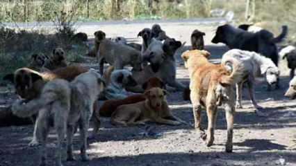 Başıboş köpek sorunu için bir öneri daha! "Sonuç yoksa uyutmak..."