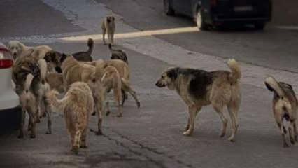 Başıboş köpekler için harekete geçildi! 'Avrupa' çözümü geliyor