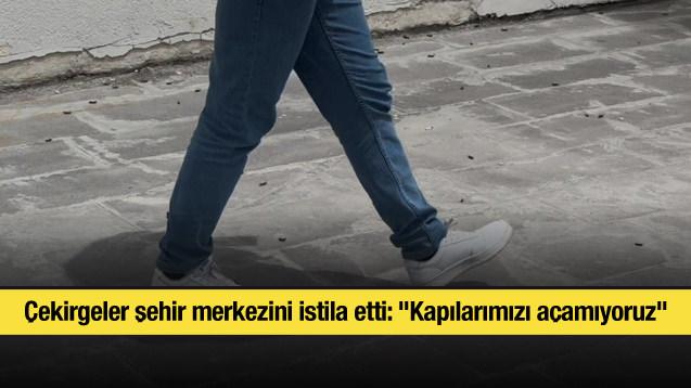 Çekirgeler şehir merkezini istila etti: "Kapılarımızı açamıyoruz"