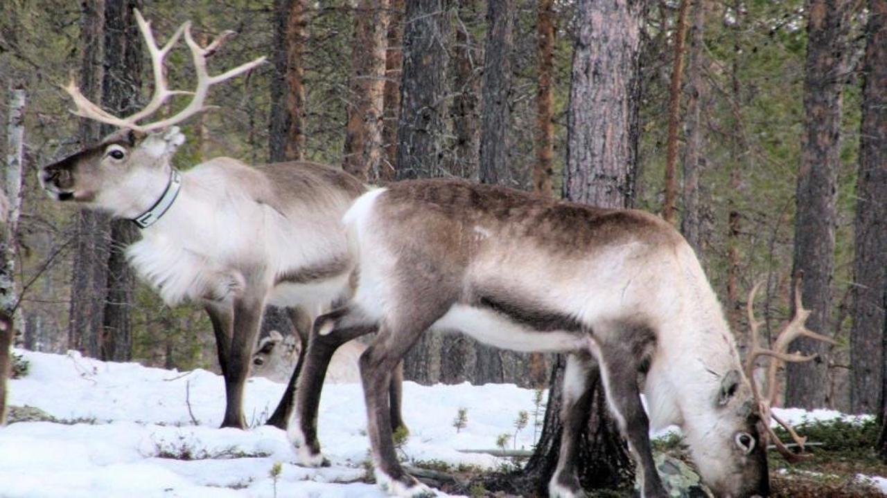 Lapland Rovaniemi'de ren geyiği çiftliği