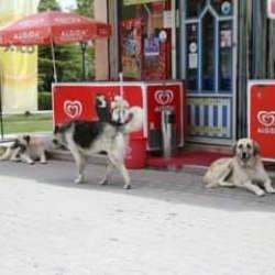 Odunpazarı'nda sahipsiz köpekler mahalleliyi tedirgin ediyor