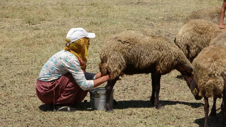 <p>Muş’ta geçimlerini hayvancılıkla sağlayan berivanlar (süt sağan kadın), kavurucu sıcağa rağmen her gün kilometrelerce yol kat ederek koyunların sağımını yapıyor.</p>
