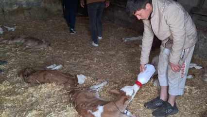 Samsun'da başıboş köpekler ahırdaki 12 buzağı ile 1 oğlağı boğarak öldürdü 