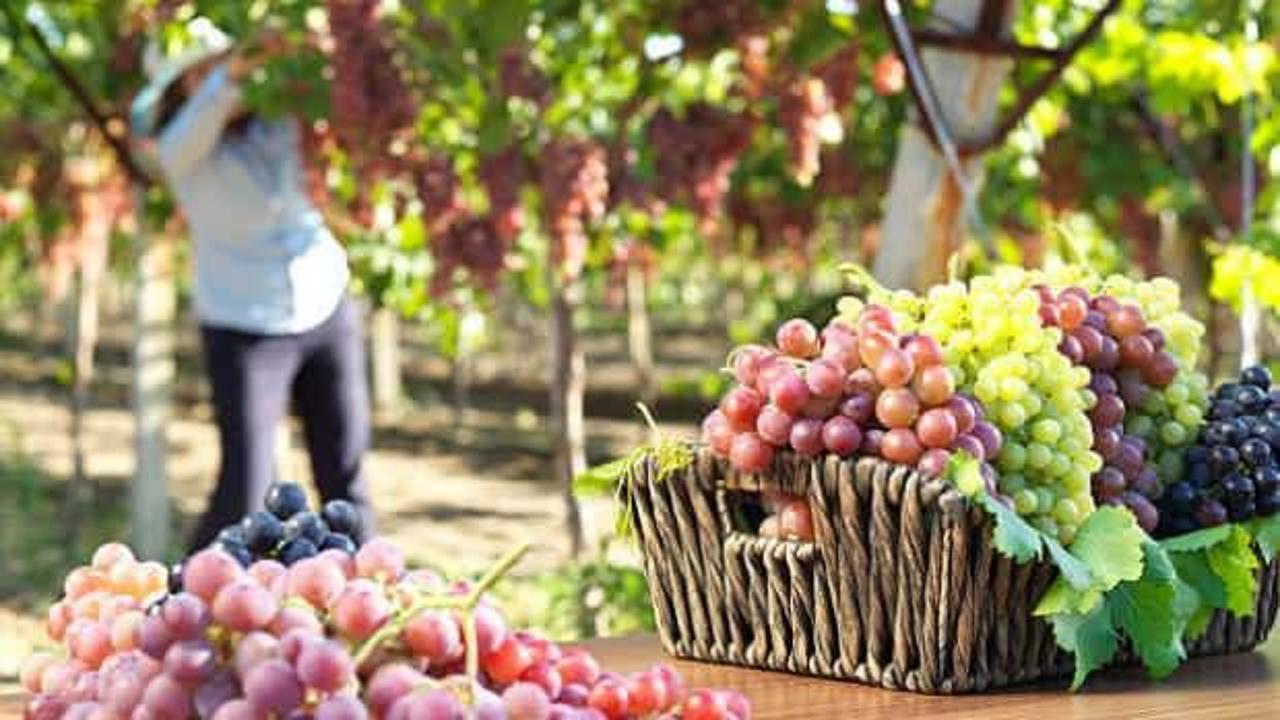 Sert ve taze kalmaları için: Üzüm nasıl saklanır?