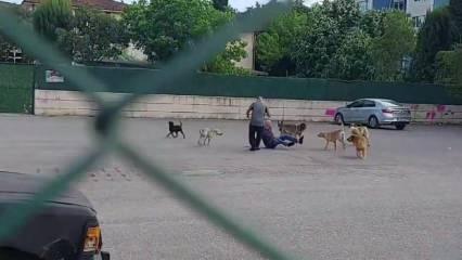 Sokak köpekleri az kalsın adamı parçalıyordu! 10 köpek birden saldırdı...