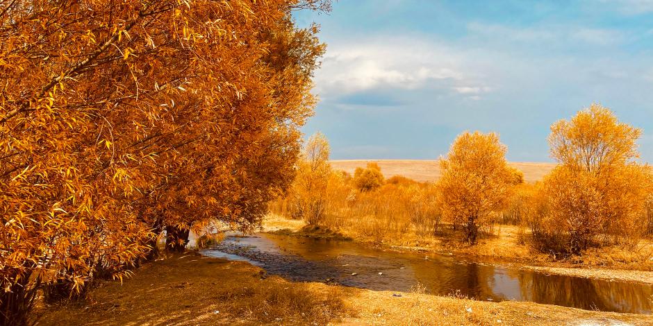 Sonbaharın sarı tonları büyüledi