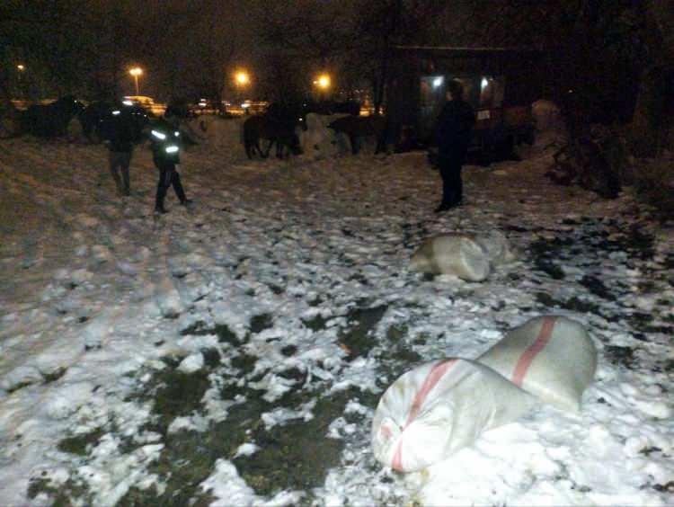 <p>Grup halinde dolaşan onlarca vahşi atı görenlerin haber vermesi üzerine belediye ekipleri, atlara yem verdi.</p>
